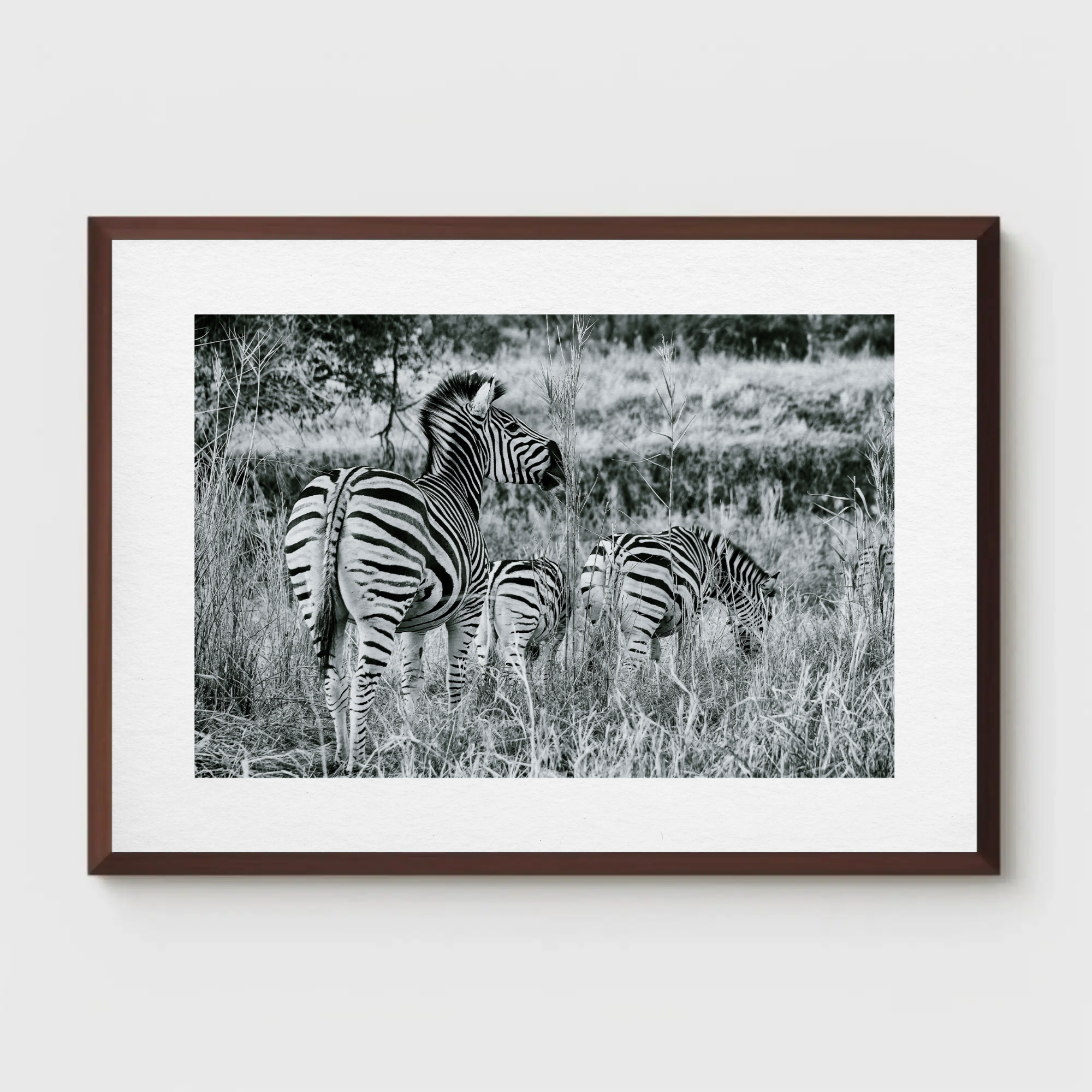 Zebras